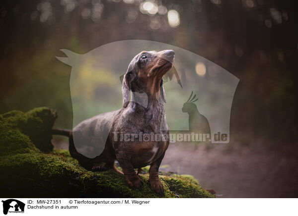 Dackel im Herbst / Dachshund in autumn / MW-27351
