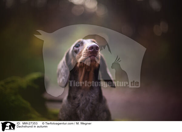 Dachshund in autumn / MW-27353