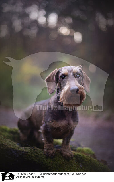 Dackel im Herbst / Dachshund in autumn / MW-27358