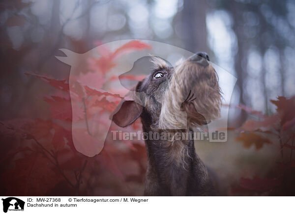 Dackel im Herbst / Dachshund in autumn / MW-27368