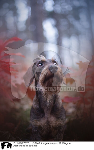 Dackel im Herbst / Dachshund in autumn / MW-27370