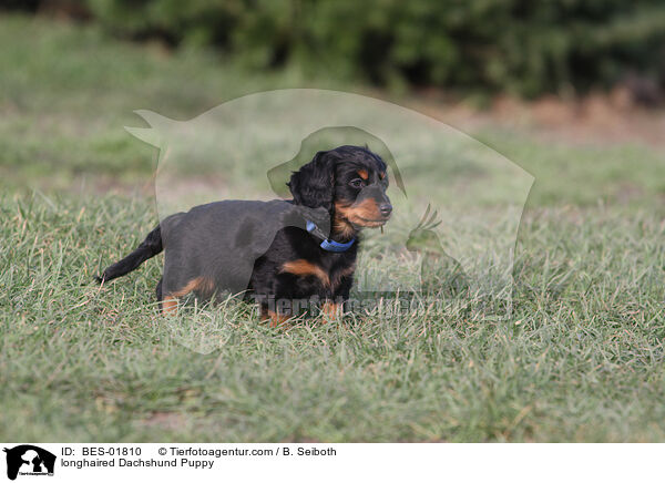 Langhaardackel Welpe / longhaired Dachshund Puppy / BES-01810