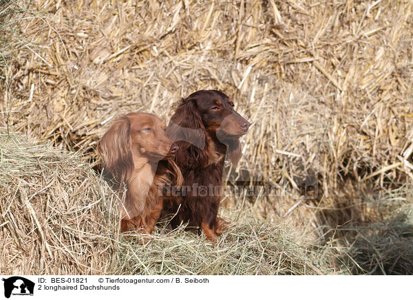 2 longhaired Dachshunds / BES-01821