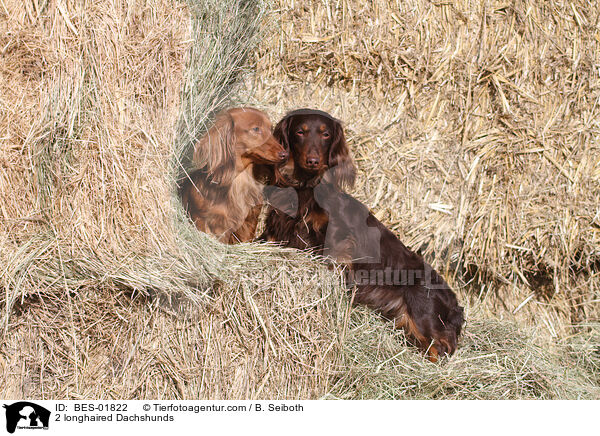 2 longhaired Dachshunds / BES-01822