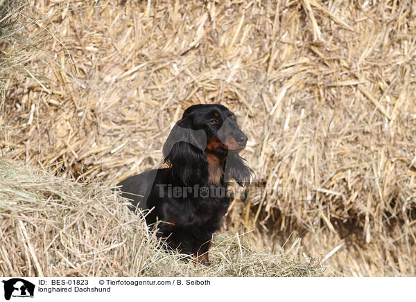 longhaired Dachshund / BES-01823