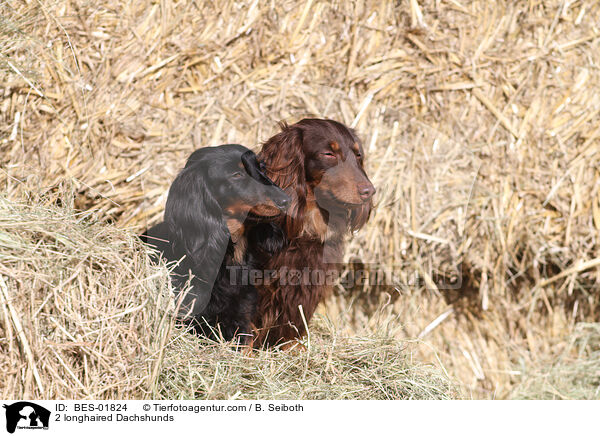2 longhaired Dachshunds / BES-01824
