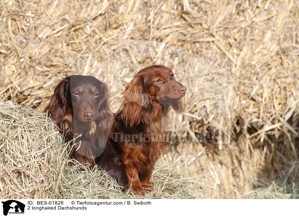 2 longhaired Dachshunds / BES-01826