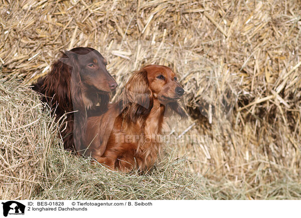 2 longhaired Dachshunds / BES-01828