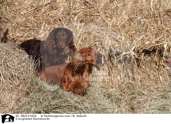 2 longhaired Dachshunds / BES-01829