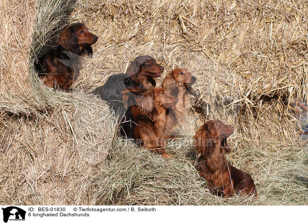 6 longhaired Dachshunds / BES-01830