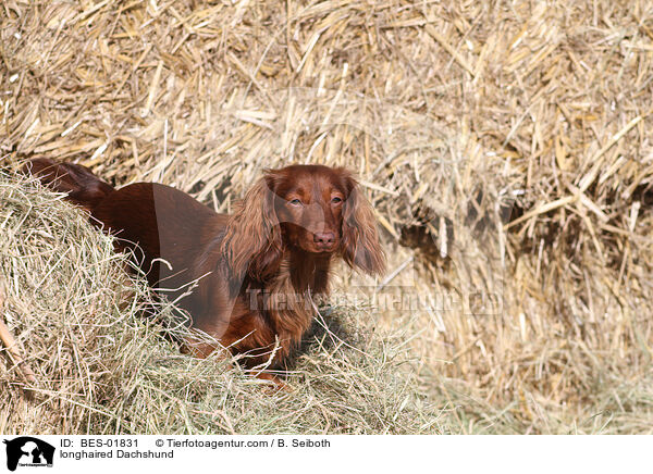 longhaired Dachshund / BES-01831