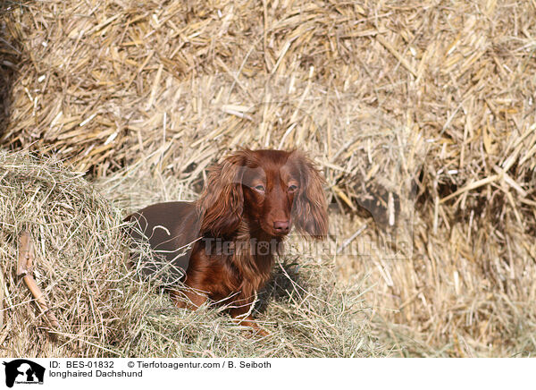 longhaired Dachshund / BES-01832