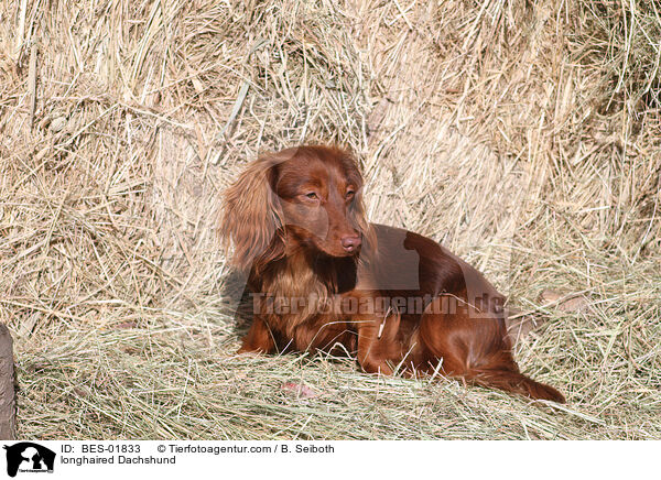 longhaired Dachshund / BES-01833