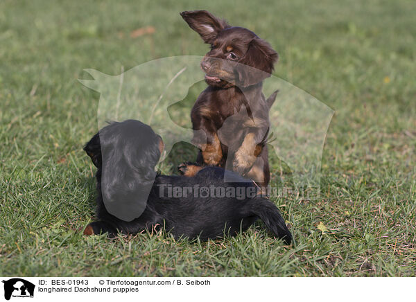 longhaired Dachshund puppies / BES-01943