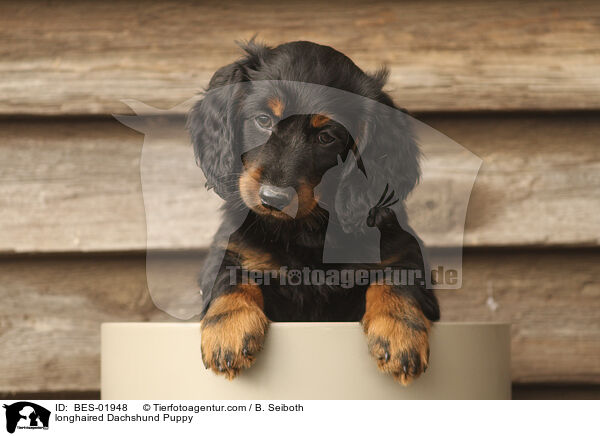 longhaired Dachshund Puppy / BES-01948