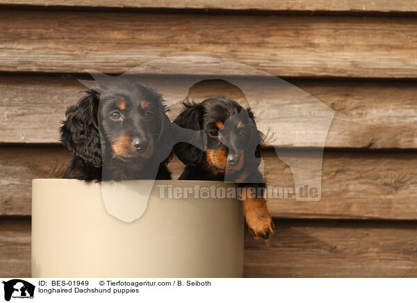 longhaired Dachshund puppies / BES-01949