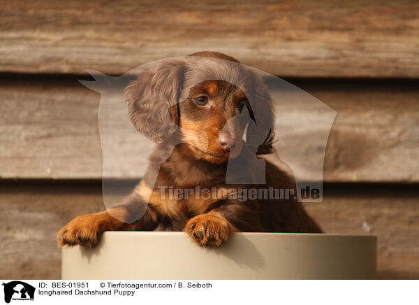 longhaired Dachshund Puppy / BES-01951