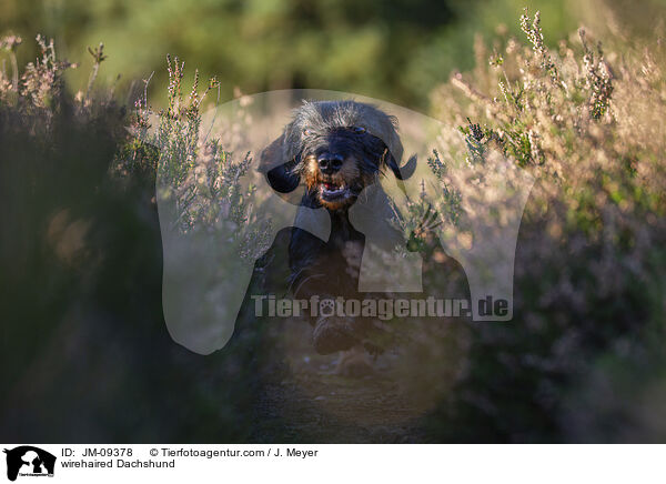 Rauhaardackel / wirehaired Dachshund / JM-09378