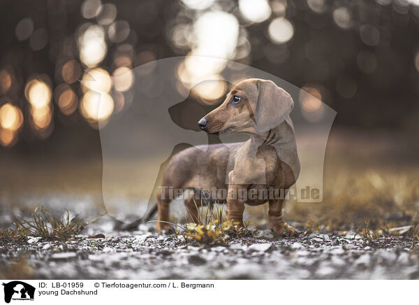 young Dachshund / LB-01959