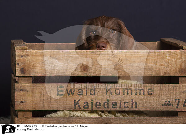 young Dachshund / JM-09779