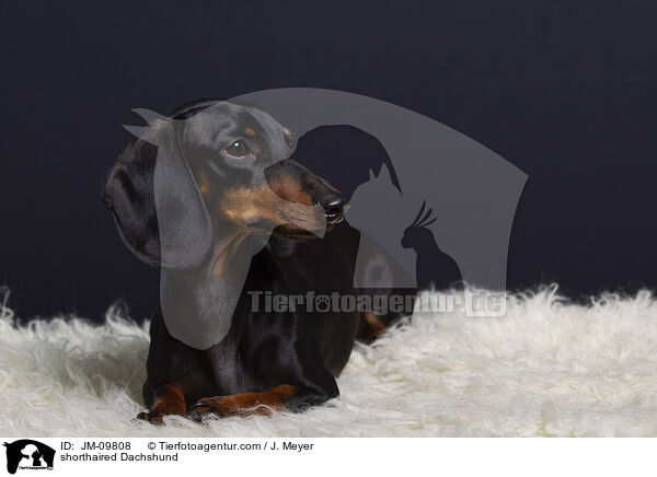 shorthaired Dachshund / JM-09808