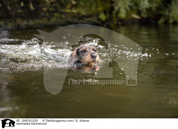 Rauhaardackel / wirehaired Dachshund / SAD-01220