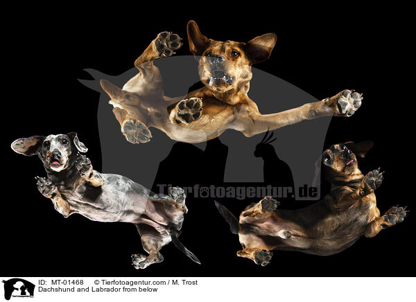 Dackel und Labrador von unten / Dachshund and Labrador from below / MT-01468