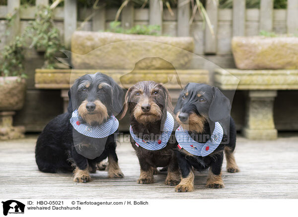 Rauhaardackel / wirehaired Dachshunds / HBO-05021
