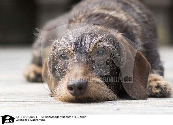 Rauhaardackel / wirehaired Dachshund / HBO-05024