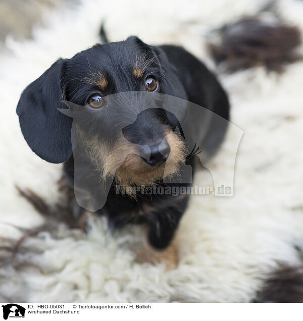 wirehaired Dachshund / HBO-05031