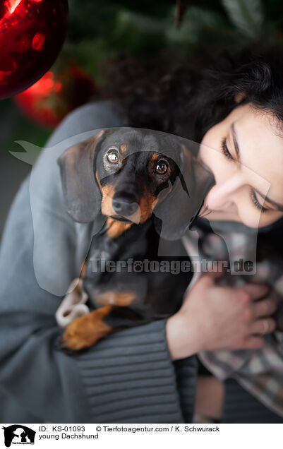 young Dachshund / KS-01093
