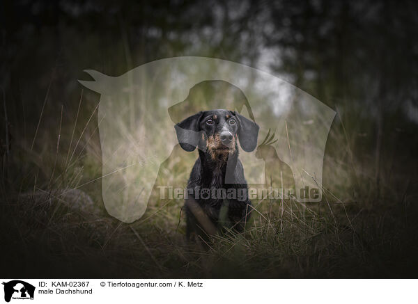Dackel Rde / male Dachshund / KAM-02367
