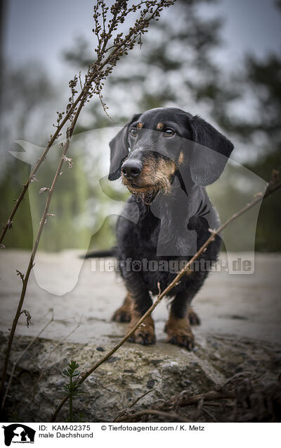 Dackel Rde / male Dachshund / KAM-02375