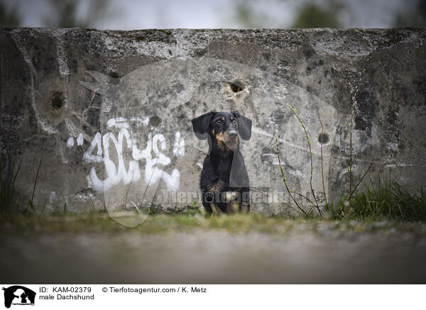 Dackel Rde / male Dachshund / KAM-02379