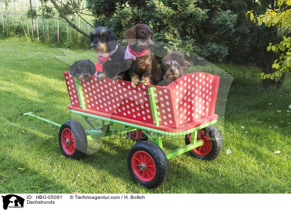 Zwergdackel / Dachshunds / HBO-05091