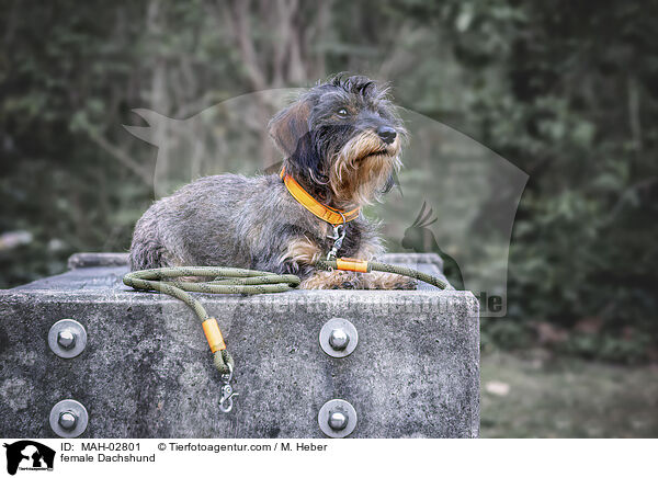 Dackel Hndin / female Dachshund / MAH-02801