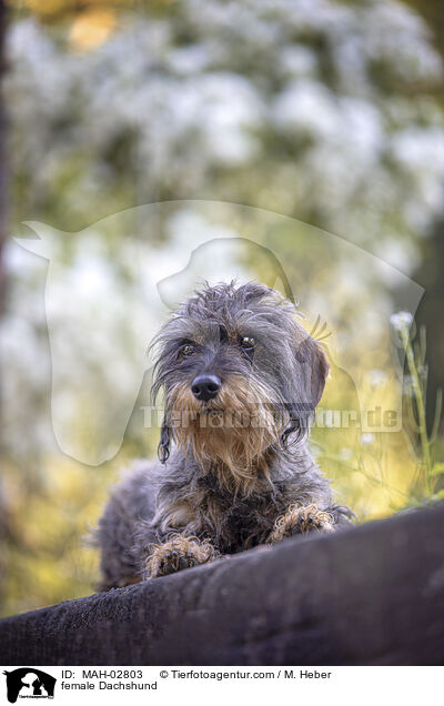 female Dachshund / MAH-02803