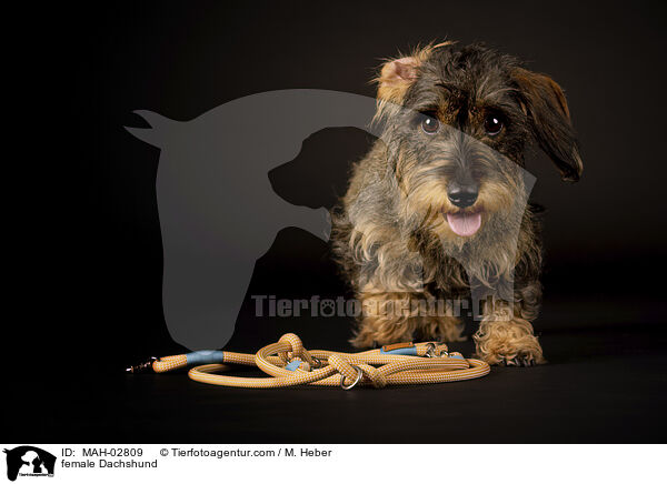 female Dachshund / MAH-02809