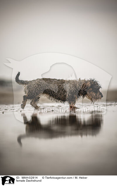 Dackel Hndin / female Dachshund / MAH-02814