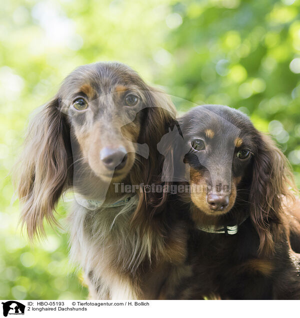 2 longhaired Dachshunds / HBO-05193
