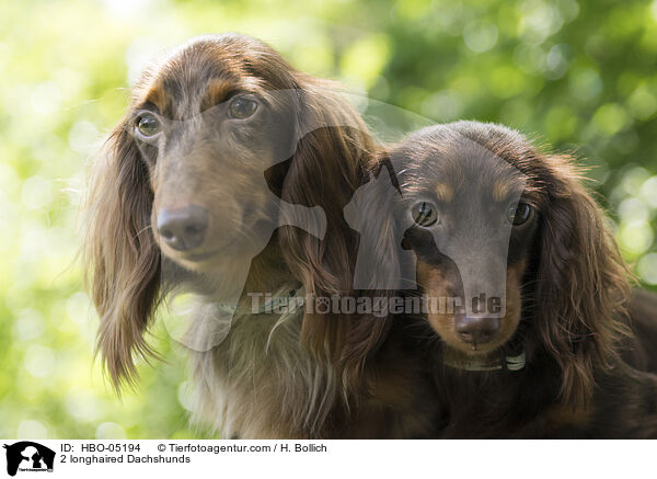 2 longhaired Dachshunds / HBO-05194