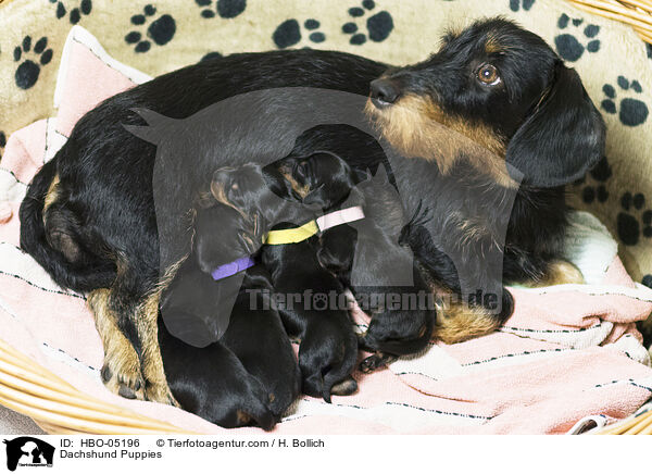 Dackel Welpen / Dachshund Puppies / HBO-05196