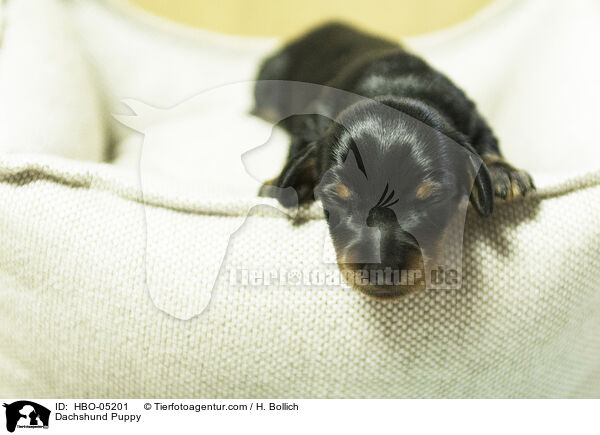 Dackel Welpe / Dachshund Puppy / HBO-05201