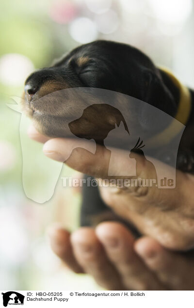 Dackel Welpe / Dachshund Puppy / HBO-05205