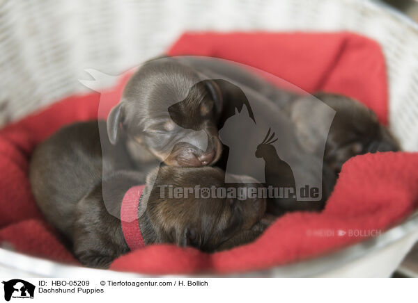 Dackel Welpen / Dachshund Puppies / HBO-05209