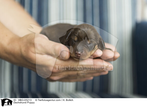 Dackel Welpe / Dachshund Puppy / HBO-05213