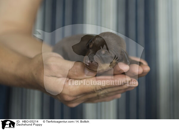 Dackel Welpe / Dachshund Puppy / HBO-05214