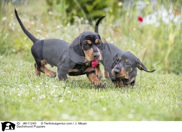 Dackel Welpen / Dachshund Puppies / JM-11240