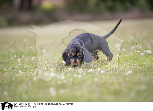Dackel Welpe / Dachshund Puppy / JM-11241