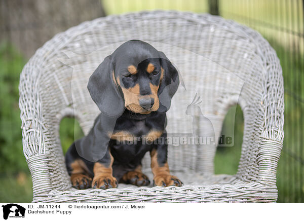 Dackel Welpe / Dachshund Puppy / JM-11244